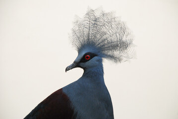 Fototapeta premium Western Crowned-Pigeon (Goura cristata) poses for portrait at Smithsonian National Zoo in Washington, D.C.