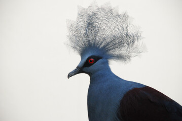 Western Crowned-Pigeon (Goura cristata) poses for portrait at Smithsonian National Zoo in Washington, D.C.