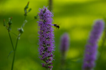 Close up of a bee pollinating a purple flower with green grass in the background.