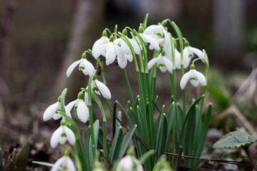 Blooming bush of snowdrops in the forest. Early spring white flowers, background