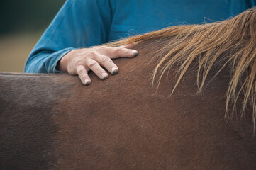 Mans hand laid on
 horses withers.
