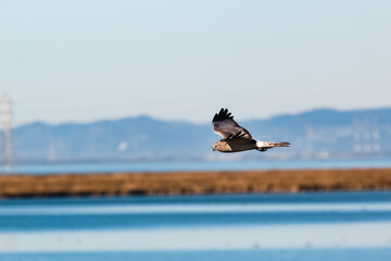 A Northern Harrier gliding in the afternoon sun