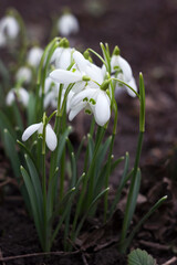 A bee collects nectar from a snowdrop bush. Spring white flowers, background