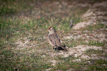 Fototapeta premium A Golden Crowned Sparrow in the morning sun