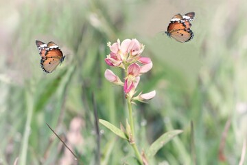 two butterfly playing in the air