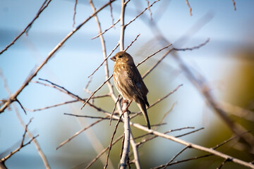 A Golden Crowned Sparrow in the morning sun