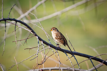 A Golden Crowned Sparrow in the morning sun