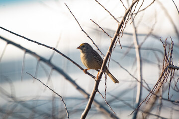 A Golden Crowned Sparrow in the morning sun