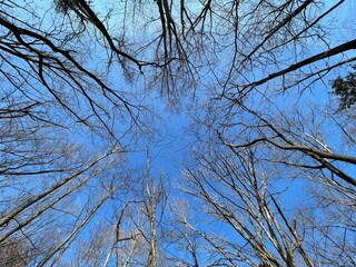 Looking up at tree canopy in winter