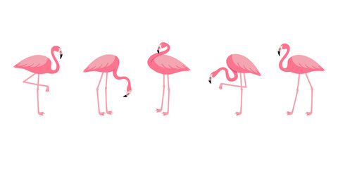 Pink flamingo set. Exotic tropical birds in different poses isolated on white background. Vector illustration