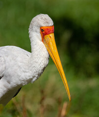 white stork ciconia