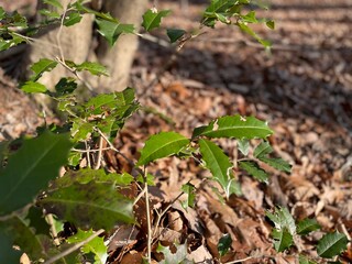 Holly leaves in winter