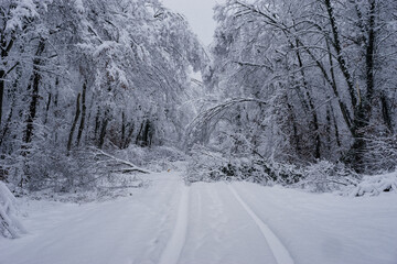 Branches in the forest that bend and break under the weight of the snow.