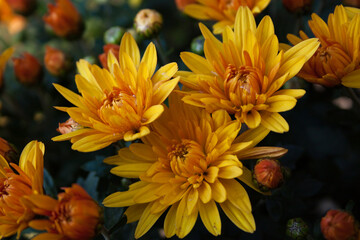 orange chrysanthemum flower