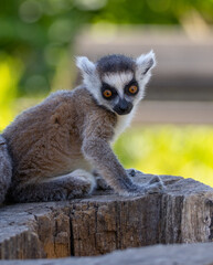 lemur on a tree