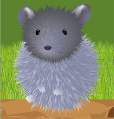 Chinchilla