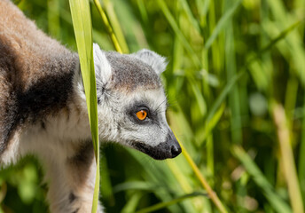 Fototapeta premium ring lemur catta