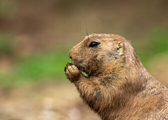 prairie dog eating grass