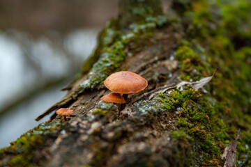 mushroom on a tree