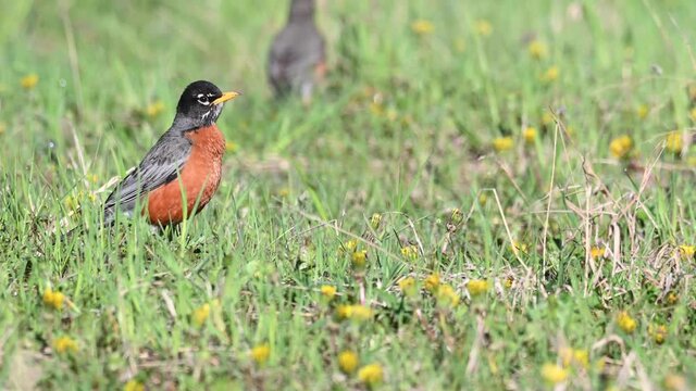Robin in the spring time