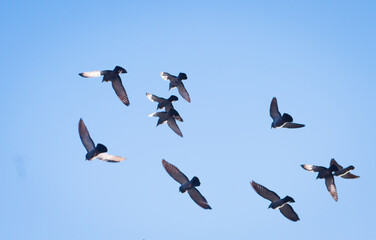 birds in flight