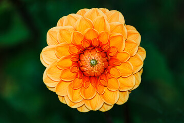 Close-up of yellow and orange dahlia flower on a background of unfocused green leaves