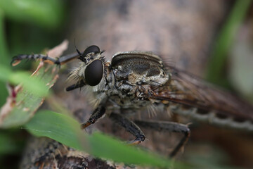 macro shot of a fly (asilidae)