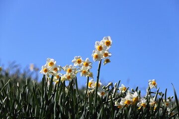 千早赤阪村　水仙の丘