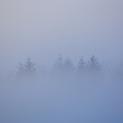 minimalist winter morning in the mist