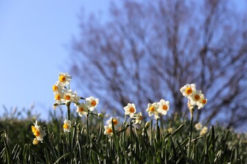 千早赤阪村　水仙の丘