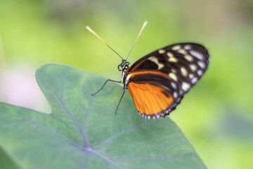 Fototapeta na wymiar Lateral view of orange and black butterfly sitting on a green leaf