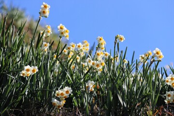 千早赤阪村　水仙の丘