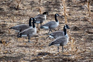 country goose family