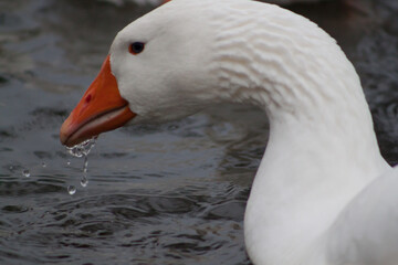 white goose swimming