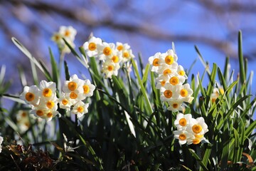 千早赤阪村　水仙の丘