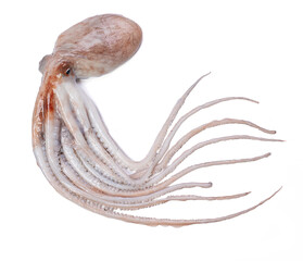 Fresh octopus with its tentacles © emmapeel34
