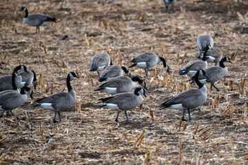 Fototapeta premium flock of geese