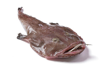 Monkfish with a fish in the mouth