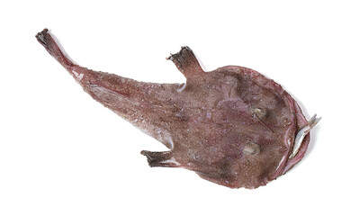 Monkfish with a fish in the mouth