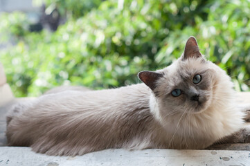 portrait of a seal point ragdoll cat