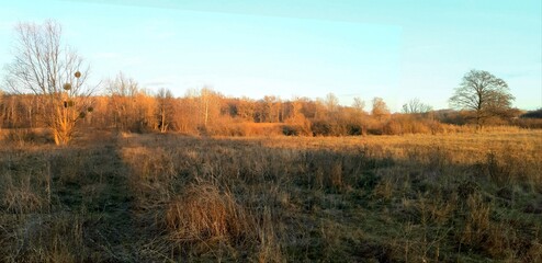 Fototapeta premium the evening sun in late autumn illuminates trees without foliage and dry grass. 