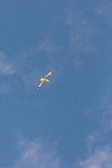 Seagull against the sky. A bird with outstretched wings in flight