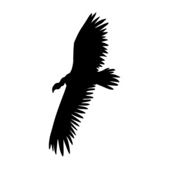 Vector hand drawn flying griffon vulture bird silhouette isolated on white background