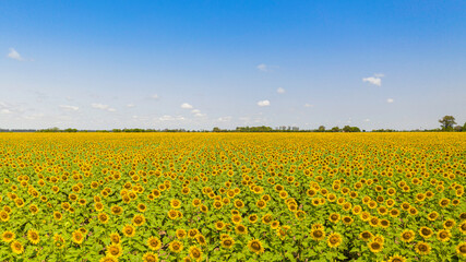Sunflowers Drone View