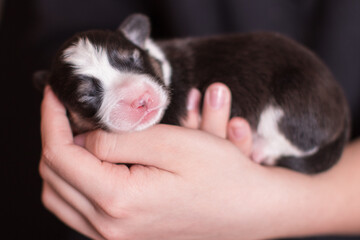 Fototapeta na wymiar cute newborn puppy in hands