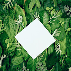 Creative template made of green leaves with white paper card note . Flat lay. Natural background, eco friendly concept. square size. Copy space,