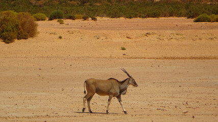 antelope in the desert