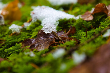 Melting snow on green moss in the forest