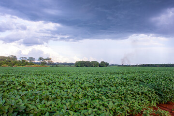 Fototapeta na wymiar soy plantation in the state of Mato Grosso do Sul, Brazil