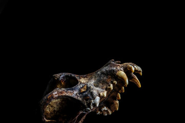 Naklejka premium Ancient earthy dog skull, jawless, natural look 